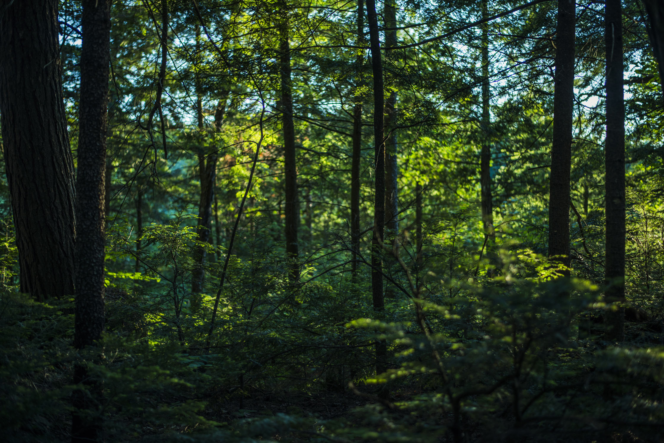 Forest