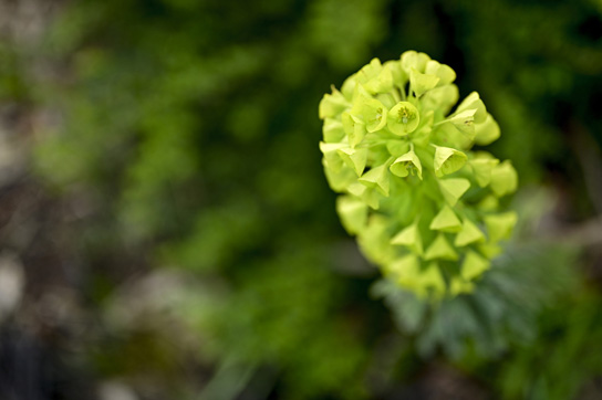 Primer plano de una flor verde brillante con pétalos cerrados que forman una esfera.