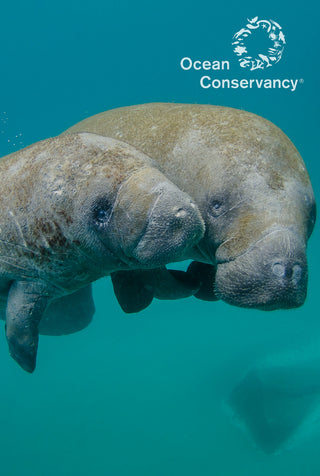 Two manatees swimming together underwater, Ocean Conservancy logo above them